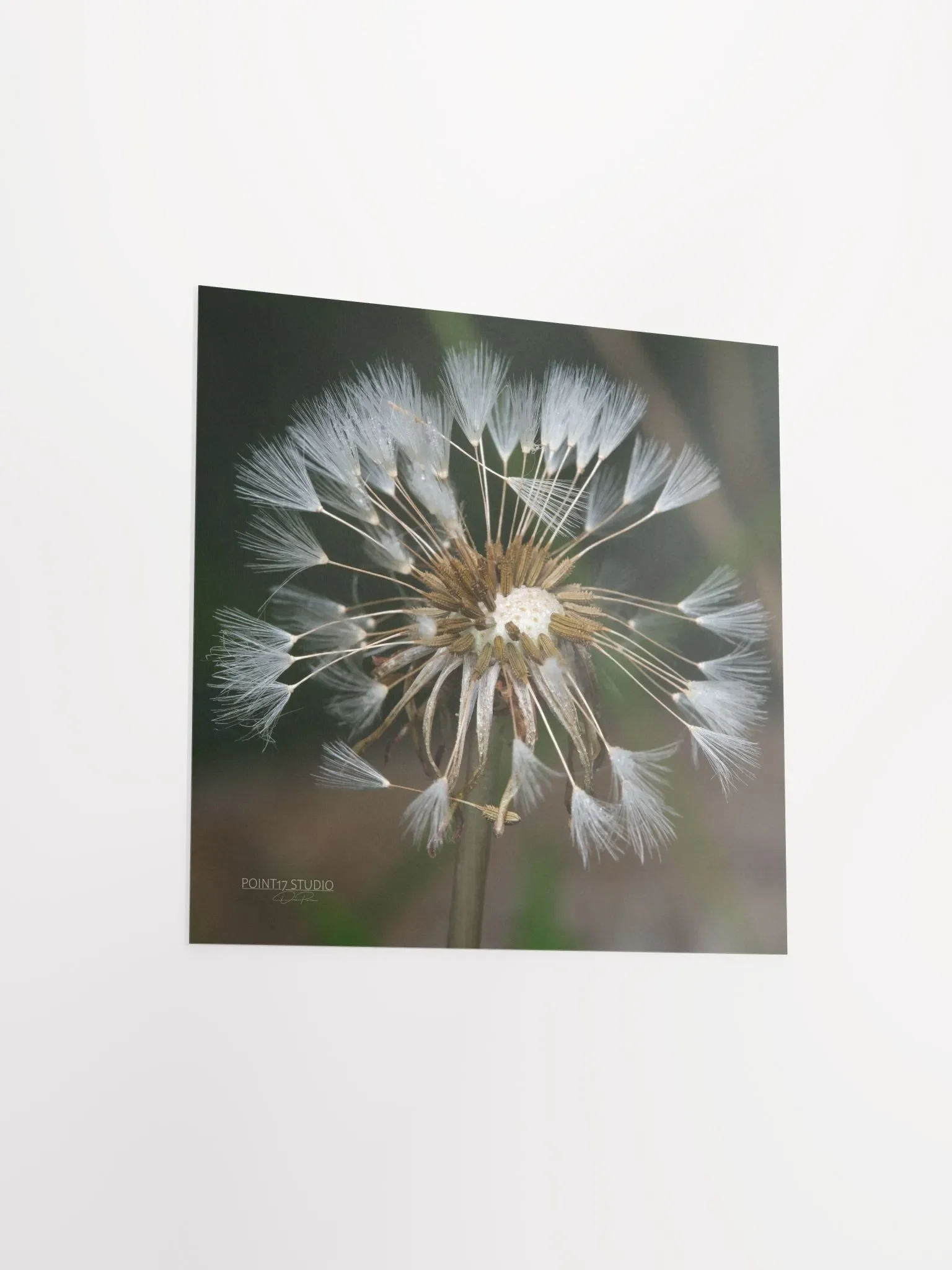Dandelion #7 - Print product image (9)