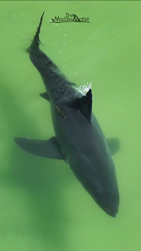 Just a moment of zen. Great white sharks are incredibly graceful in their movements if you stop to think about it.