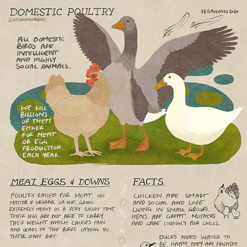 07 – Domestic Poultry

There‘s so many ways we exploit poultry that it was hard to choose facts for this one. A lot of the in...