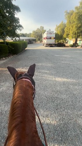Scarlett is still afraid of the Big Bad Garbage Truck, but we took this opportunity #garbagetruck #horse #equestrian #horsesp...
