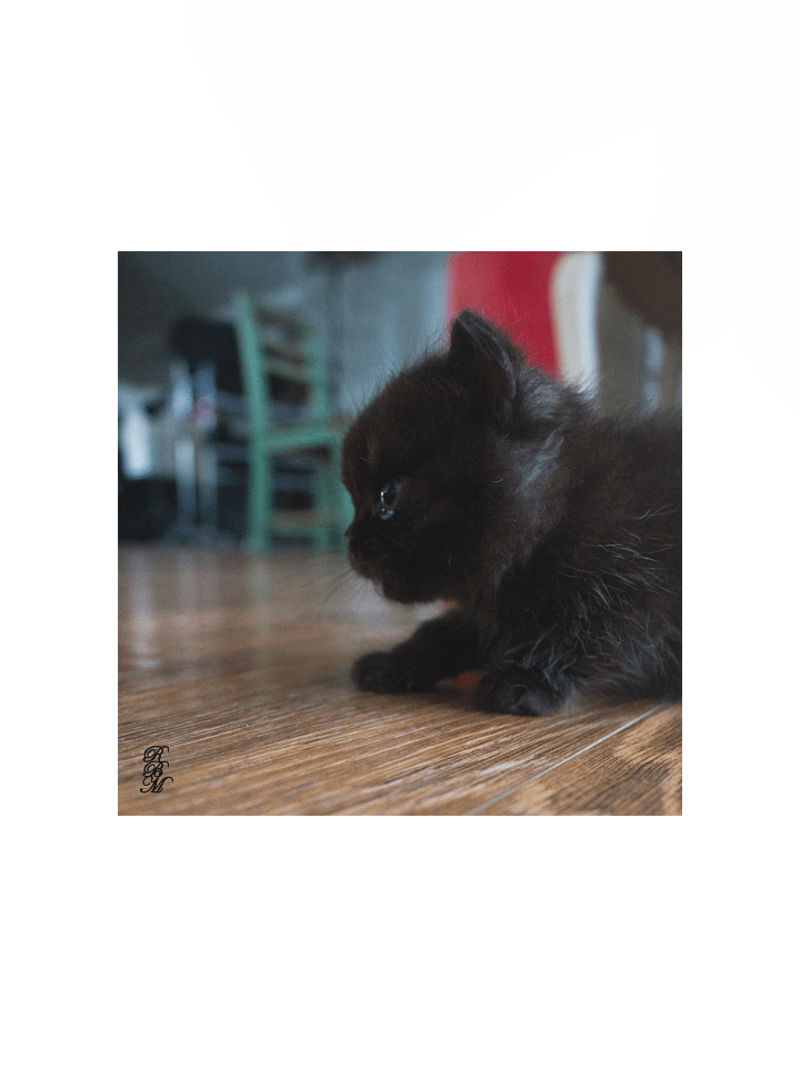 Black Kitten Up Close product image (4)