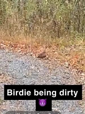 Bird hunting & came across a Woodcock and he was getting it for the lady birds lol #uphunting #birdhunting 