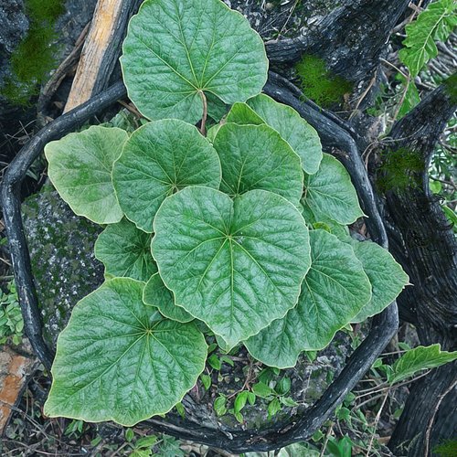 REAL WASABI