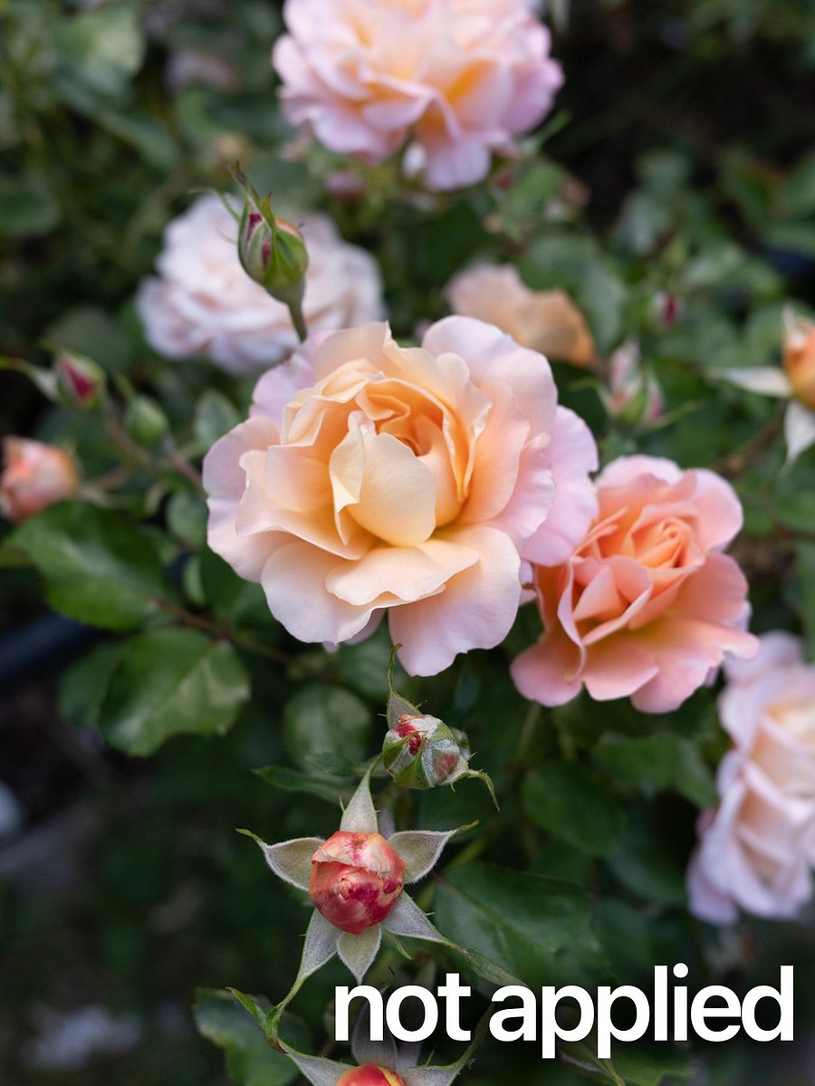 Ricoh GR IV Lightroom Preset 01 product image (3)