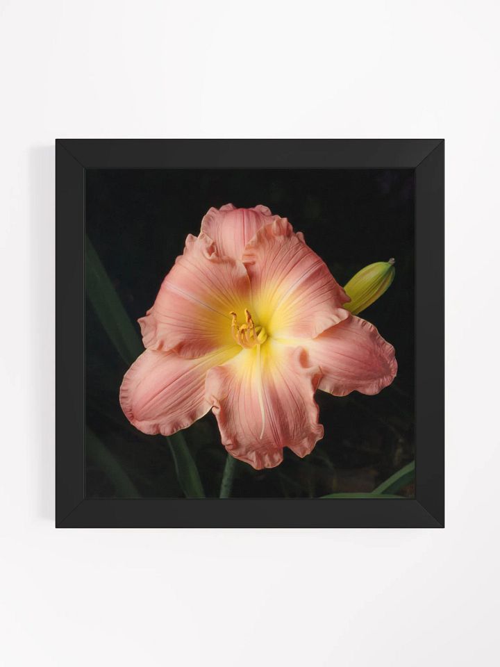 Blushing Beauty Daylily product image (1)