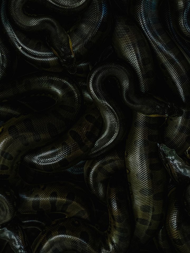 Baby Green Anacondas product image (1)