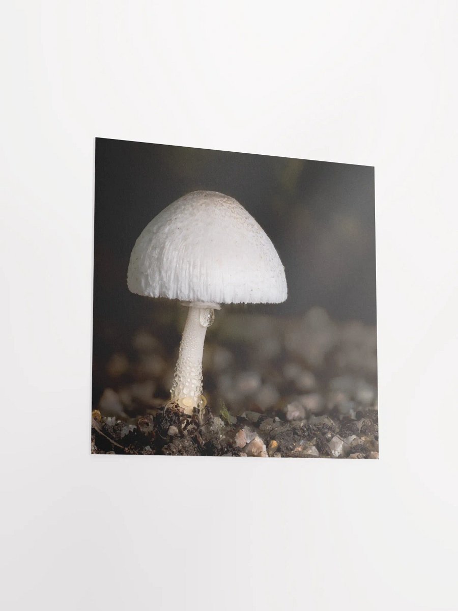 Leucocoprinus Print product image (5)