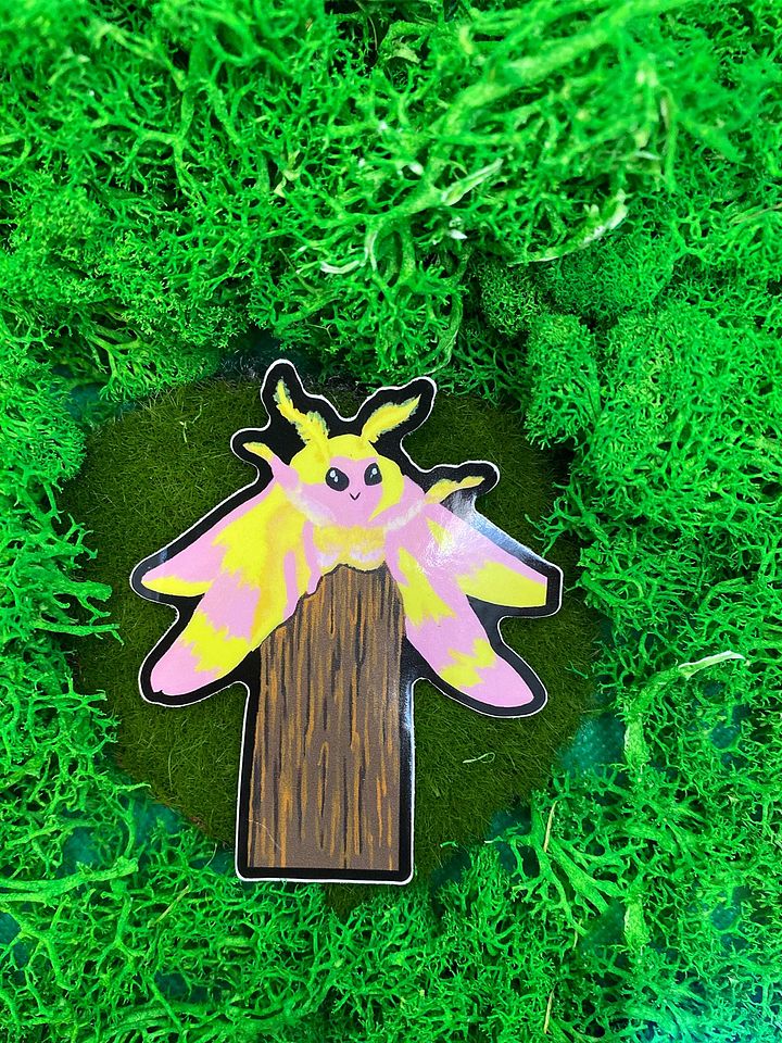 Maple Moth product image (1)