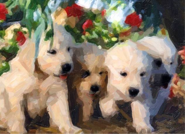 Golden Puppies product image (1)