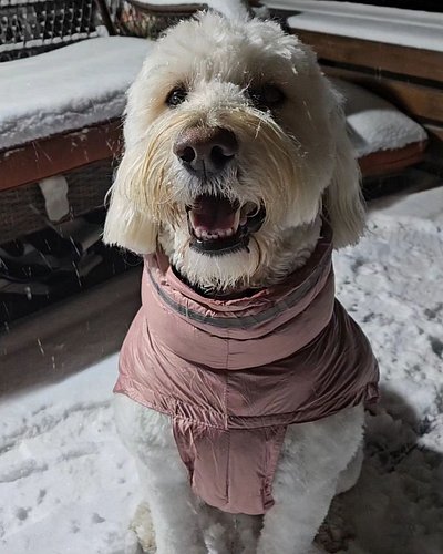 💕My best friend 🐾

#doodlesofinstagram #dogsofinstagram #goldendoodle #harleyquinn #snowday #snow #maryland #doodles