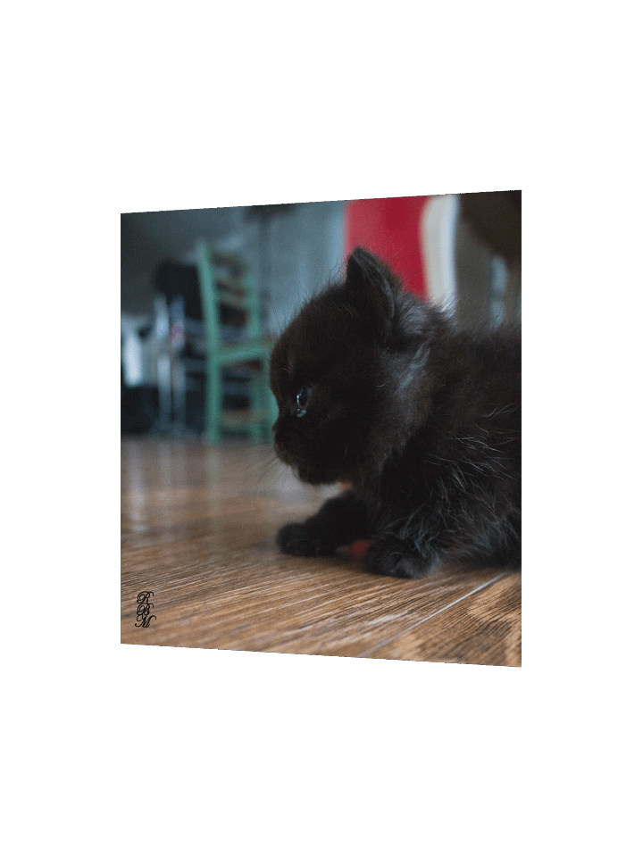 Black Kitten Up Close product image (8)