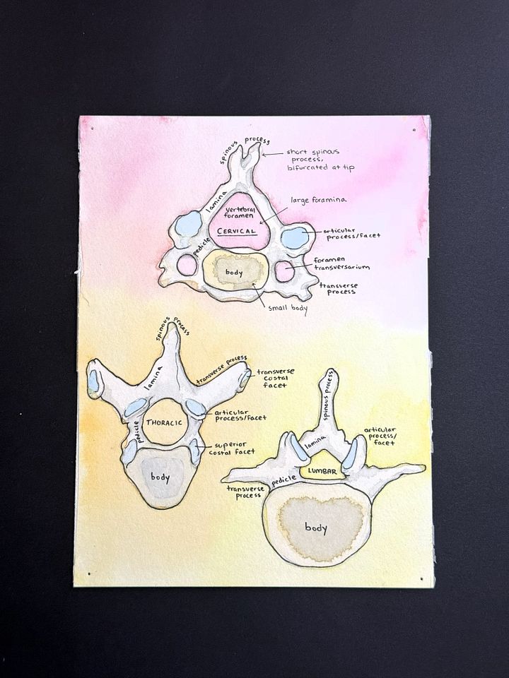 [Original] Types of Vertebrae product image (1)