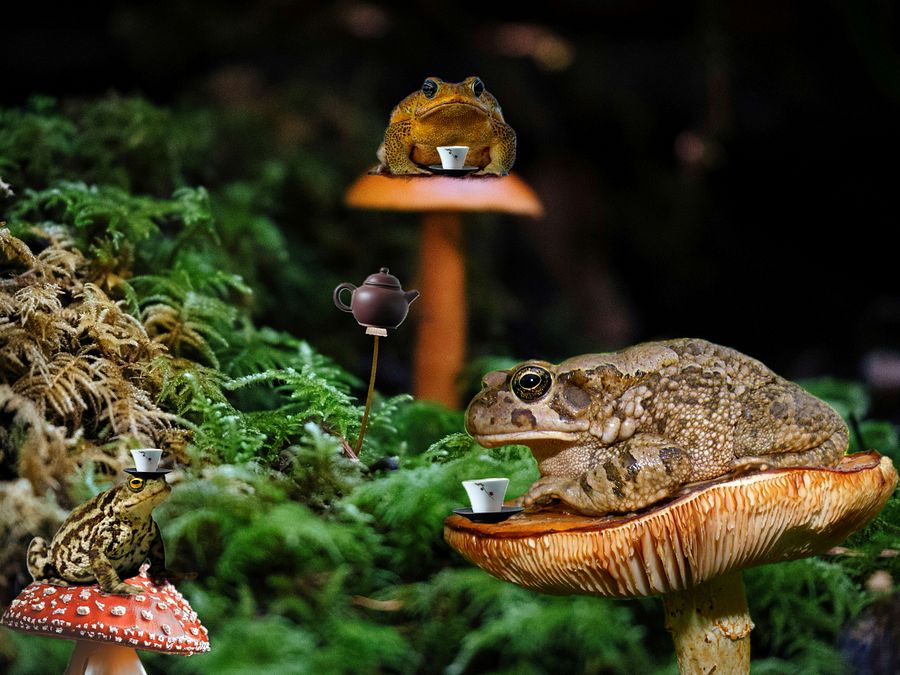Justice & Tea Time for Toads product image (2)
