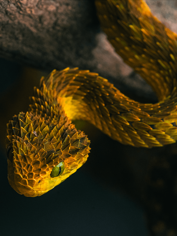 Yellow Bush Viper product image (1)