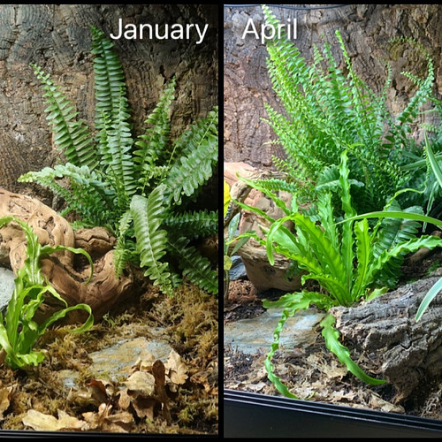 I think it’s fair to say Bruce’s plants have grown a lot since I initially set up the tank in January 😳

Lighting is LumenIZE...