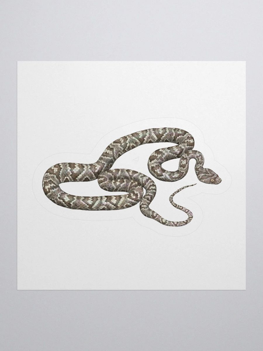 Die-Cut Sticker – Sonoran Lyresnake product image (1)