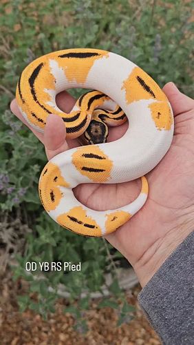#ballpython #ballpythonsofinstagram #snakesofinstagram #reptilesofinstgram #ballpythons #ballpythonmorphs #pythonregius ##roy...