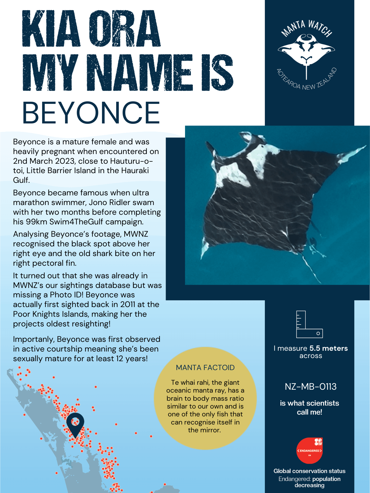 Beyonce - Adopt A Manta Pack product image (1)