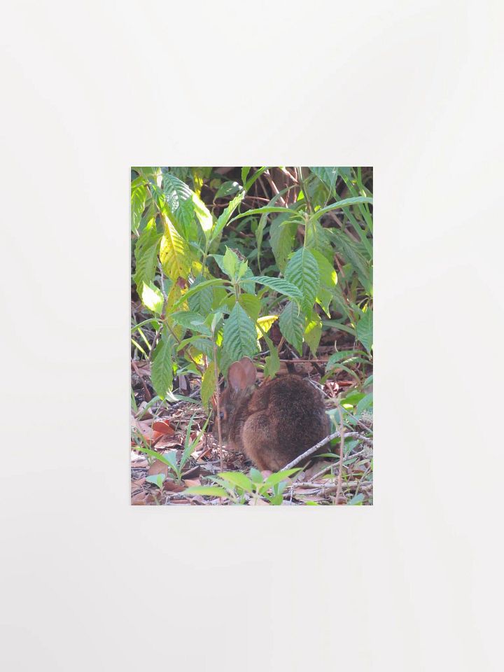 Marsh Rabbit product image (5)