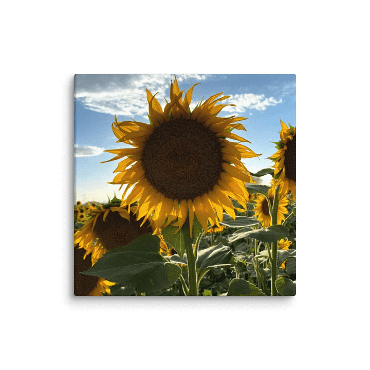 Sunflowers product image (1)