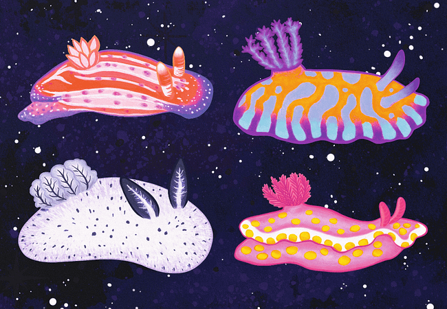 Sea Slugs: Set 1