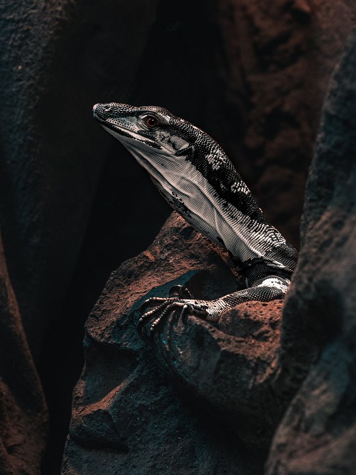 Baby Bell's Phase Lace Monitor #3 product image (1)