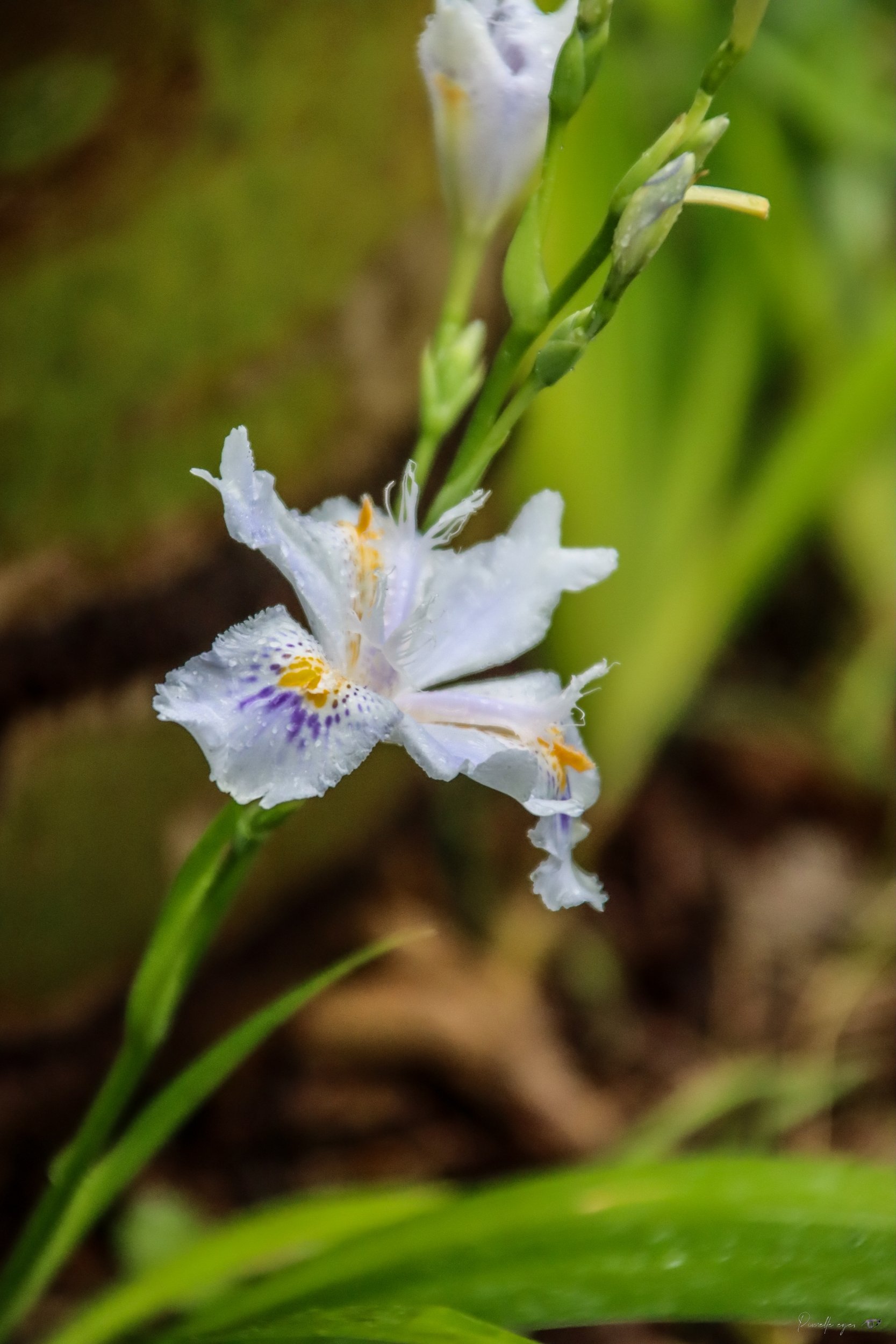 🌸 Fine Art – Hidden Soil, Dancing Light product image (1)