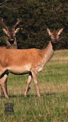 The male & female red deer. It's always uplifting to see these beasts. #deer #reddeer #wildanimals #wildlife #nature #outdoors