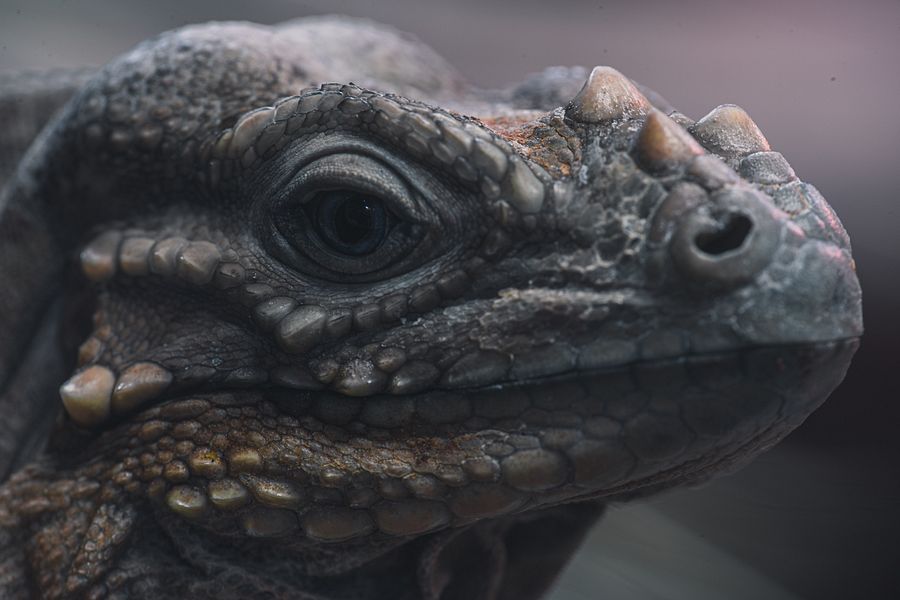 Rhino Iguana Face product image (1)