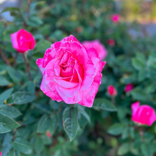 I don’t really have a Lambo, but I do get to see these #roses most mornings, and they’re real. As in real pretty! 

#gardenin...