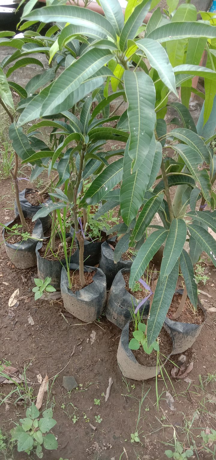 Tanaman buah mangga red ivory product image (1)