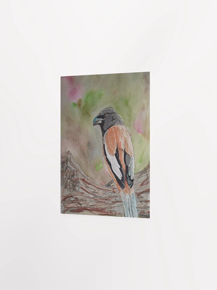 Corvid Series [11] Rufous Treepie poster print product image (2)