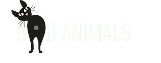 Bad Animals