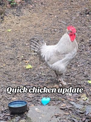 Storm has found his rhythm and is thoroughly enjoying his days out 🩵 #lavenderorpington #lavenderorpingtons #lavenderorpingtonchicken #lavenderorpingtonchickens #orpingtonchickens #chickensoftiktok #chickens #chickentok #lavenderorpingtonvideo #chickenvideo #backyardchickens #homesteading #homesteadingtiktok #backyardflock #handraisedchickens #backyardgarden #pnwlife #pnwonderland #roostersoftiktok #roostervideo 