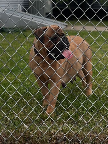 PEARL 👀 

🐾 
🐾
🐾
🐾
🐾
#mastiff #mastiffsofinstagram #mastiffgram #mastiffs #bullmastiff #bullmastiffs #bullmastiffsofinstagram...