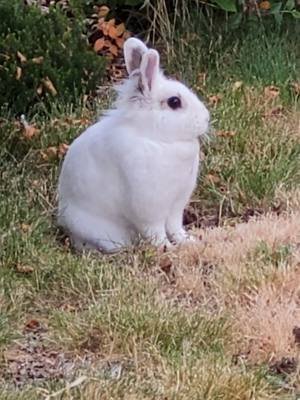 #bunny 