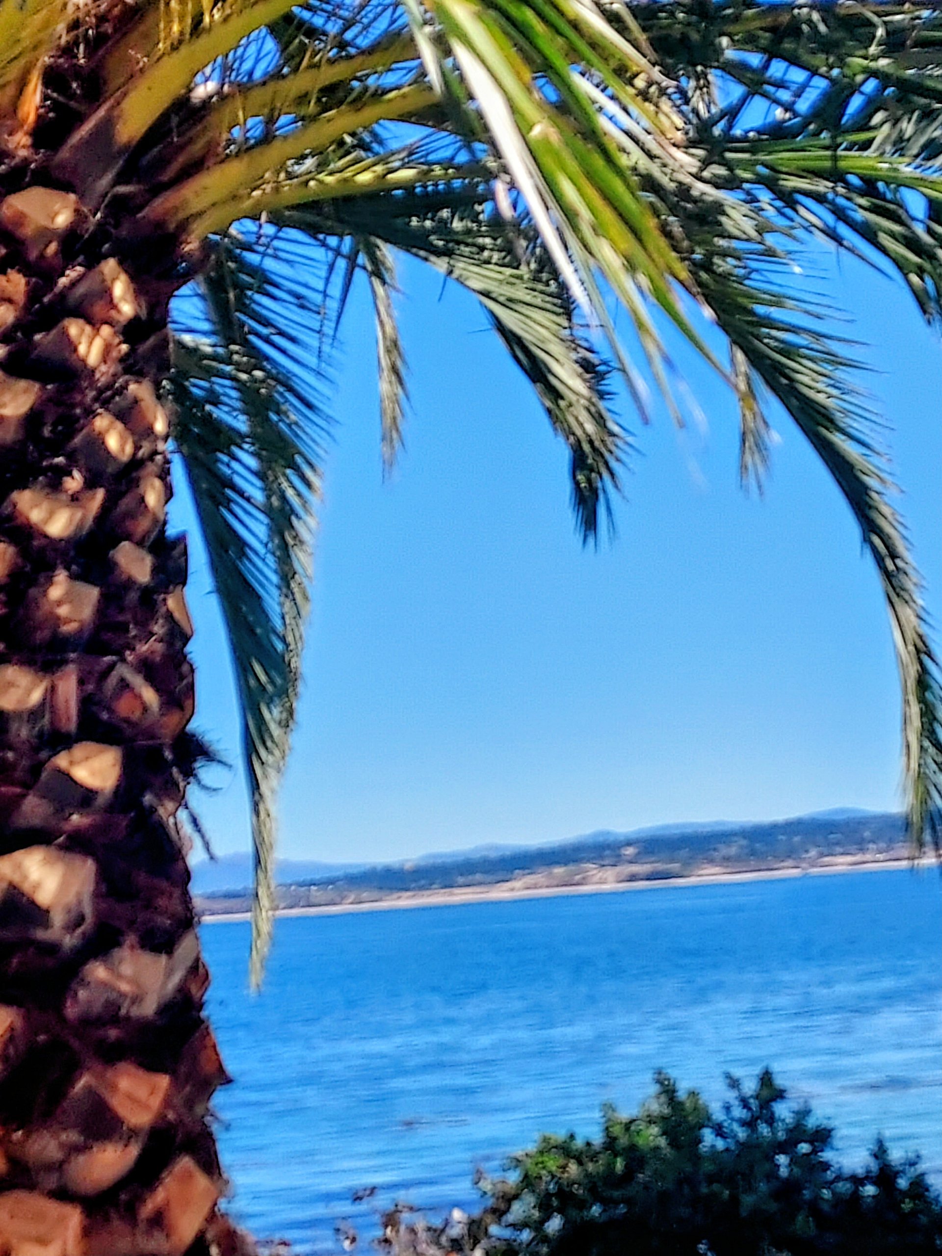 Tropical Breeze Soy Wax Candle product image (4)