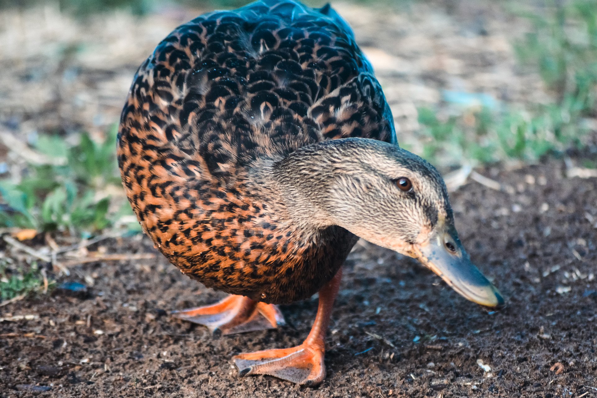 Darla the Duck product image (2)