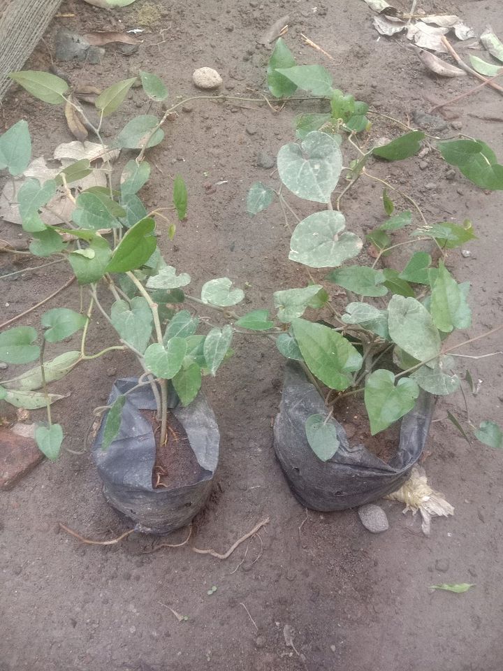 Tanaman cabe jawa / bibit tanaman cabe jamu product image (1)