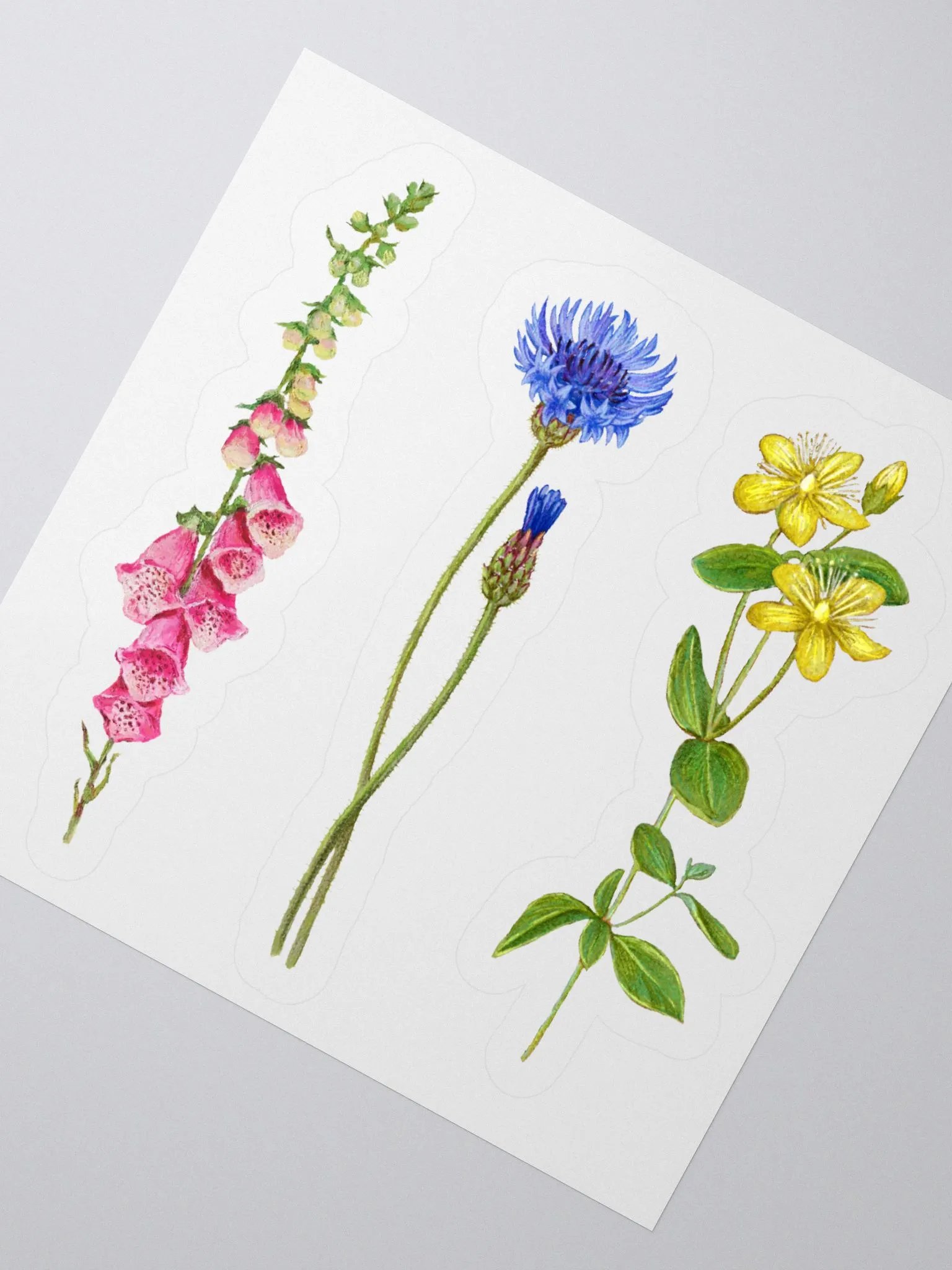 Botanical illustrations stickers product image (3)