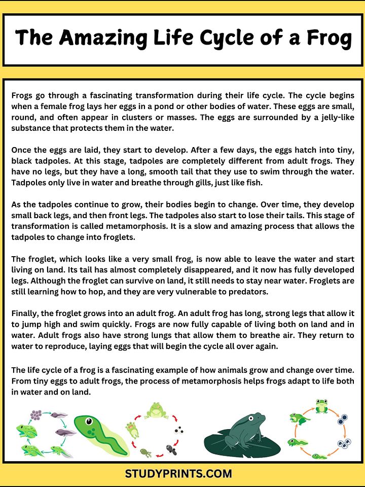 Frog Life Cycle Reading Comprehension Worksheet product image (2)