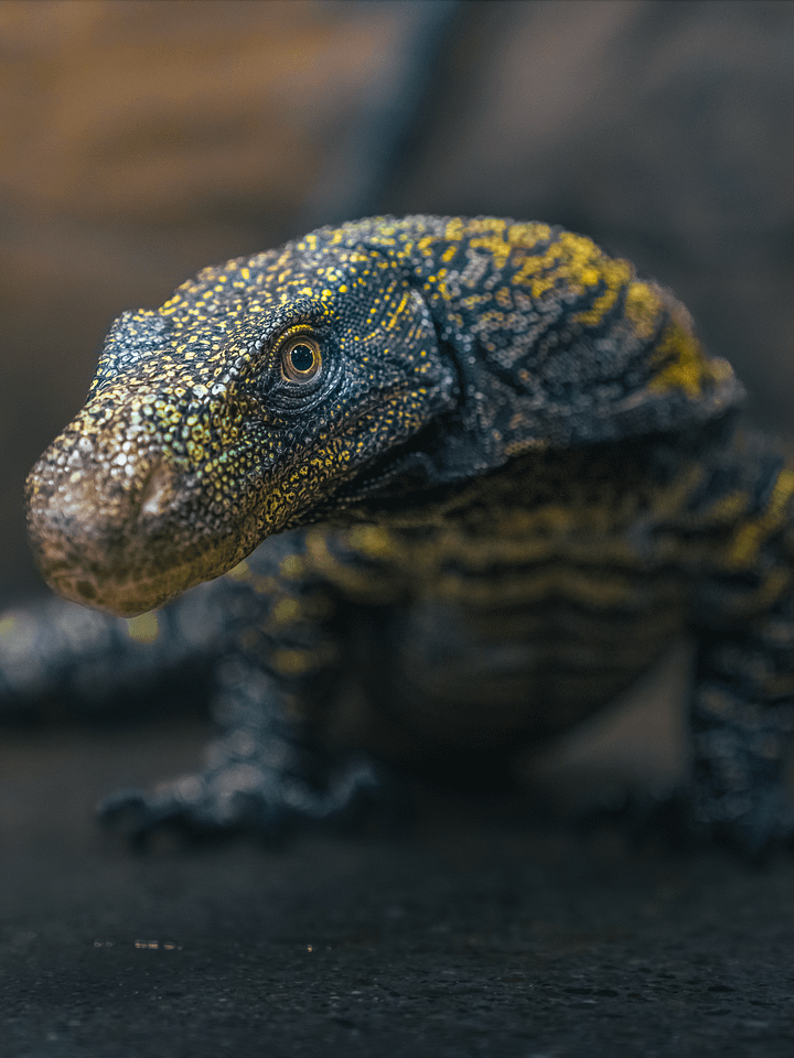 Crocodile Monitor Crawling product image (1)