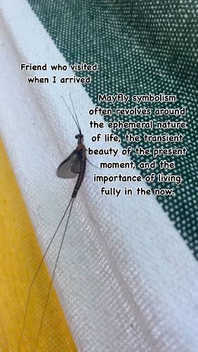 Mayfly symbolism often revolves around the ephemeral nature of life, the transient beauty of the present moment, and the impo...