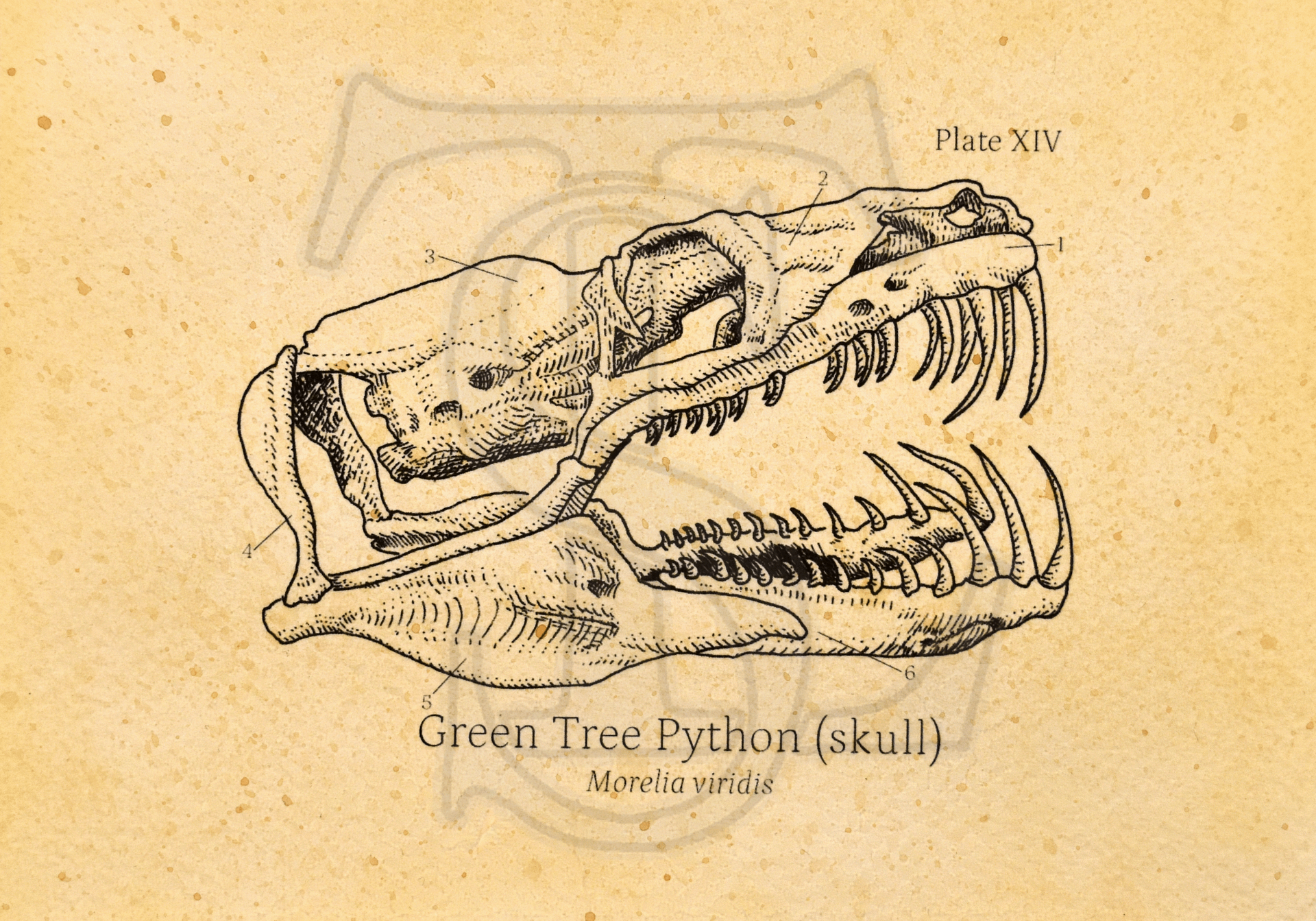 Green Python Skull Giclée print (hand watercolored) product image (1)