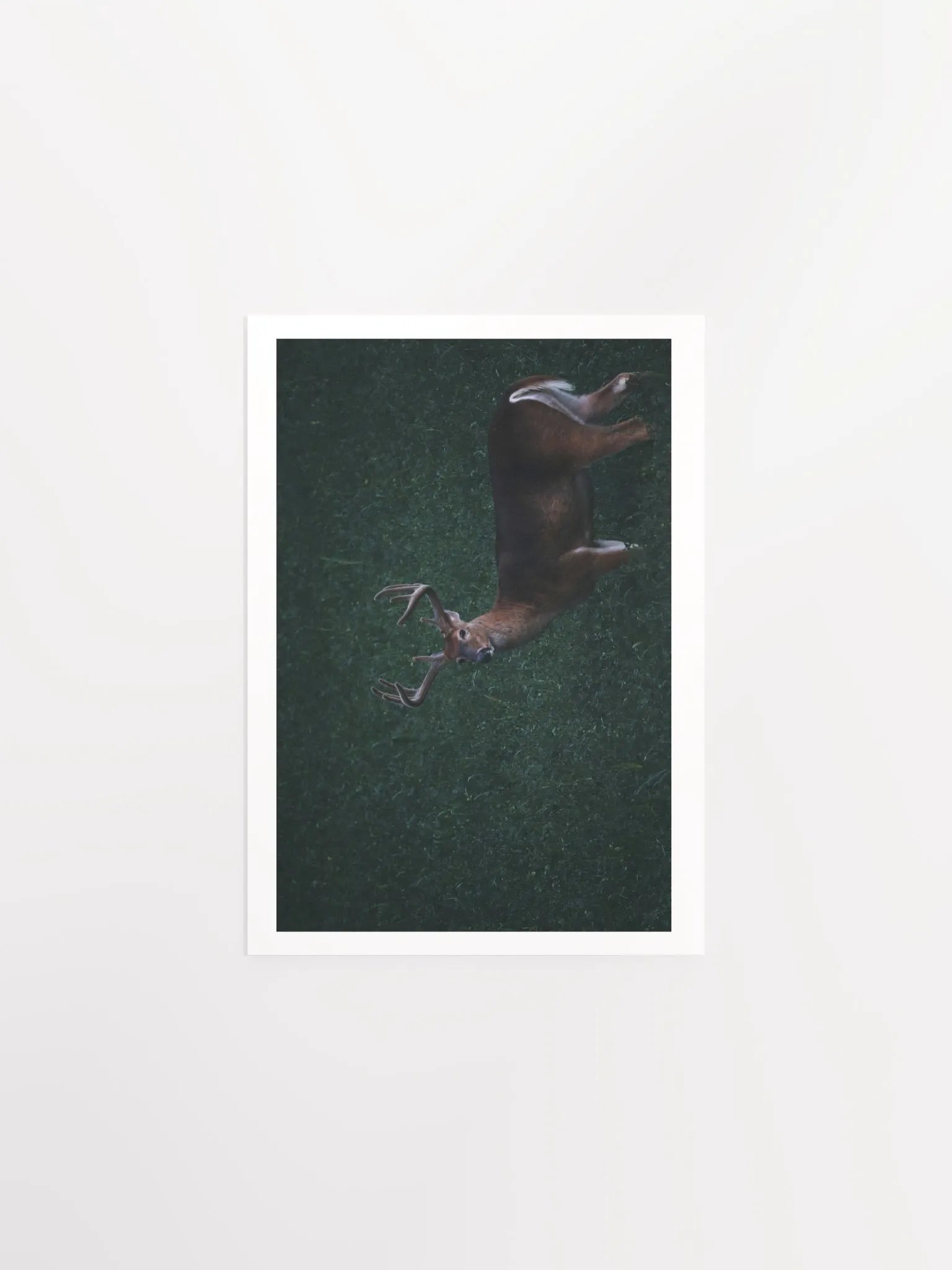 Majestic Antlered Deer Matte Poster product image (4)