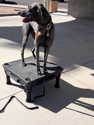 Weimeraner Nails the Place Command | Off-Leash Focus in Paradise! 🐶🌴 #tiktok #dogtraining #weimaraner #weimaranersoftiktok #coachcaseyray 