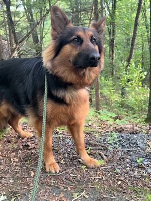 The burp queen 👸🏻  #dogsoftiktok #germanshepherd #gsd 