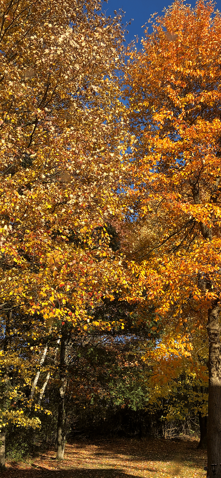 Fall Leaves Phone Background product image (1)