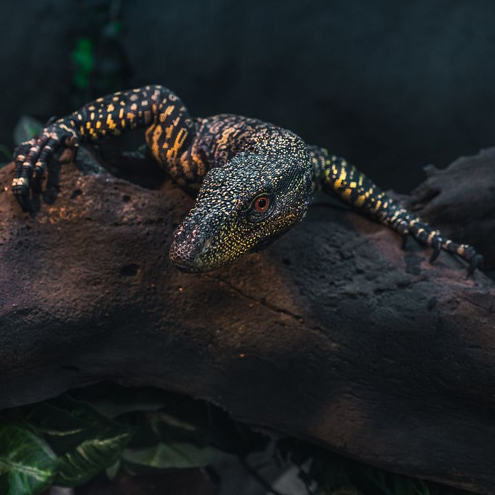 Baby Croc Monitor #2 product image (1)