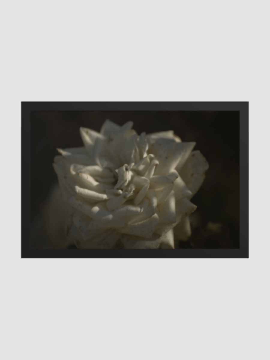 White rose Framed photography Poster product image (1)